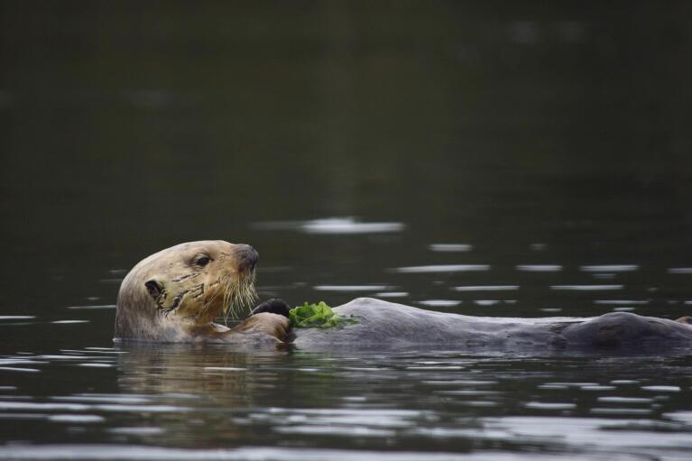 A sea otter is seen in the estuarine water of Elkhorn Slough, Monterey Bay, Calif., on May 19, 2019. (Emma Levy via AP)