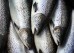 文件——2008年10月12日，缅因州伊斯特波特附近，农场饲养的大西洋鲑鱼被带上捕捞船，穿过传送带。全球养殖鱼类、虾、蛤蜊和其他水生动物的总产量首次超过了世界水域的野生捕捞量。（美联社照片/Robert F.Bukaty档案）