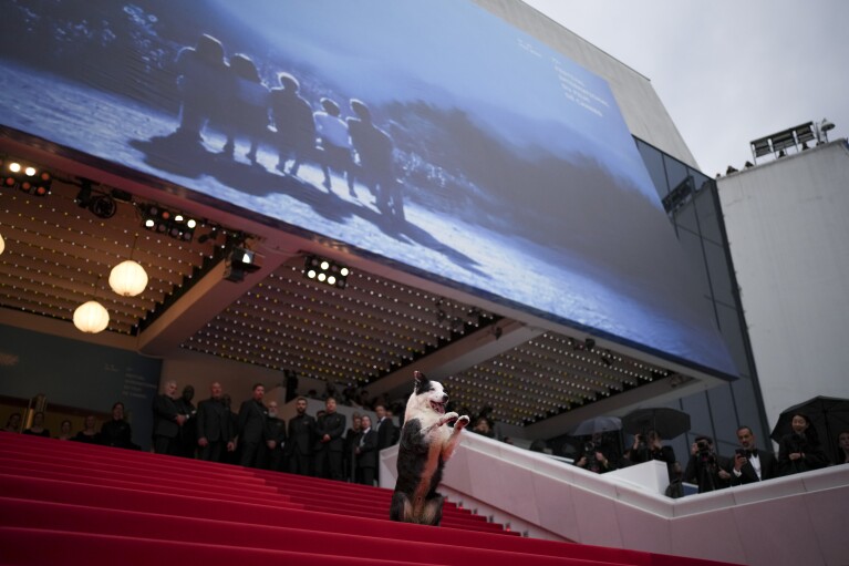 O cachorro Messi posa para os fotógrafos ao chegar à cerimônia de premiação e estreia do filme “O Segundo Ato” durante o 77º Festival Internacional de Cinema de Cannes, sul da França, terça-feira, 14 de maio de 2024. (Foto de Daniel Cole/Invision/ PA)