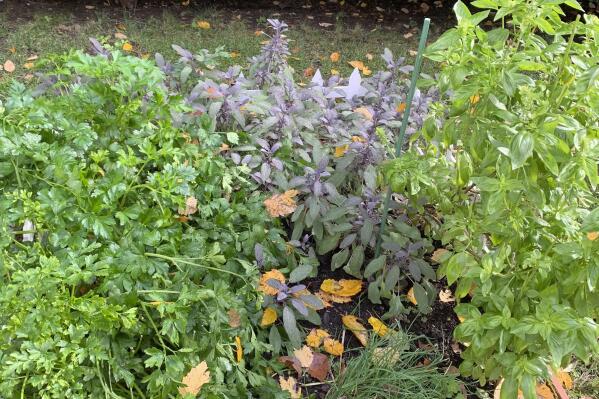 This Oct. 28, 2019, image provided by Jessica Damiano shows parsley, sage, basil and chives growing in a raised bed herb garden in Glen Head, N.Y. (Jessica Damiano via AP)