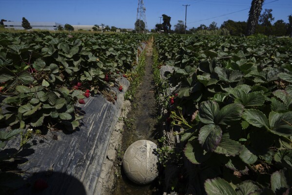 A soccer ball sits in a strawberry field in Oxnard, Calif., on Wednesday, June 18, 2025. (AP Photo/Damian Dovarganes)