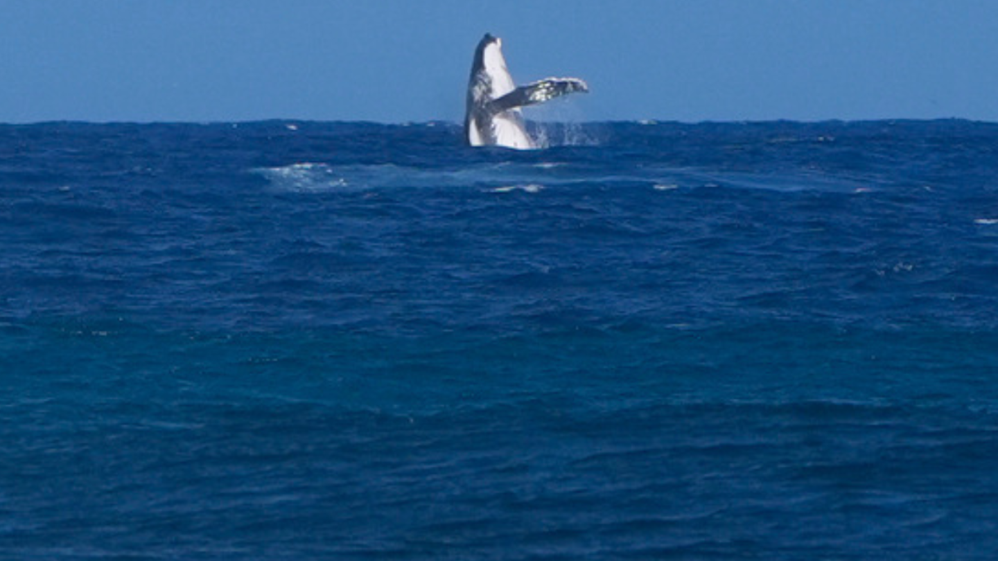 Whale Interrupts Surfing Semifinals at Paris Olympics