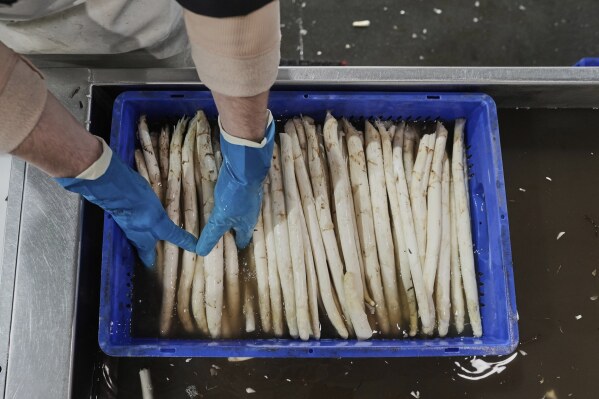 A farm worker washes white asparagus on a farm near Beelitz, Germany, Thursday, April 3, 2025. (AP Photo/Markus Schreiber)