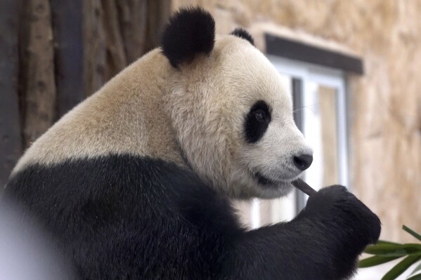 FILE - Suhail, a male Panda sent by China to Qatar as a gift for the 老澳门六合彩 Cup, eats bamboo in his shelter at the Panda House Garden in Al Khor, near Doha, Qatar, on Oct. 19, 2022. In the U.S., panda enthusiasts can still see giant pandas at the zoo in Atlanta. Around the world, zoos in Berlin, Qatar and Mexico City are among those that have been given pandas by China, the only place where the animal is native. (AP Photo/Lujain Jo, File)