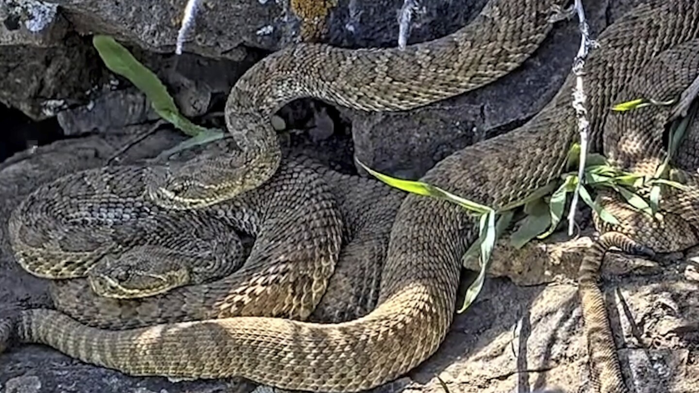 Discover the Fascinating World of Colorado’s Mega Rattlesnake Den: Live Stream Insights and Baby Snakes!