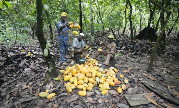 Farmers break cocoa pods inside the conservation zone of the Omo Forest Reserve in Nigeria, Monday, Oct. 23, 2023.  (AP Photo/Sunday Alamba)