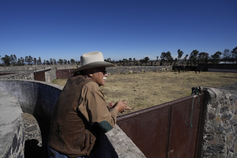 Rancher Jose Arturo Jimenez readies for the start of bullfighting workshop, in Aculco, Mexico, Thursday, Jan. 25, 2024. (AP Photo/Fernando Llano)