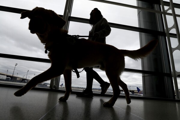 FILE - A trainer walks with a service dog through the Terminal C at Newark Liberty International Airport while taking part of a training exercise, Saturday, April 1, 2017, in Newark, N.J. All dogs coming into the U.S. from other countries must be at least 6 months old and microchipped, according to new government rules published Wednesday, May 8, 2024. The new rules were prompted by concerns about dogs coming from countries where rabies is common, and applies to dogs brought in by breeders or rescue groups as well as pets traveling with their U.S. owners. (AP Photo/Julio Cortez, File)