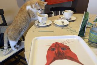 FILE - One of seven cats that keep the company of the visitors at a new "Miau Cafe" finishes a cake in Warsaw, Poland, Jan. 13, 2018. A Polish scientific institute classified domestic casts as an “invasive alien species” due to the vast damage they inflict on birds and other wildlife, it was announced Tuesday, July 26, 2022. Some cat lovers have reacted emotionally, putting the key scientist behind the decision on the defensive. (AP Photo/Czarek Sokolowski, file)