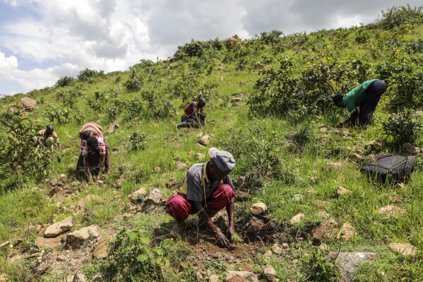 People, part of the Nakivale Green Environment Association, plant trees inside Nakivale Refugee Settlement in Mbarara, Uganda, on Dec. 5, 2023. Refugees are helping to plant thousands of seedlings in hopes of reforesting the area. (AP Photo/Hajarah Nalwadda)