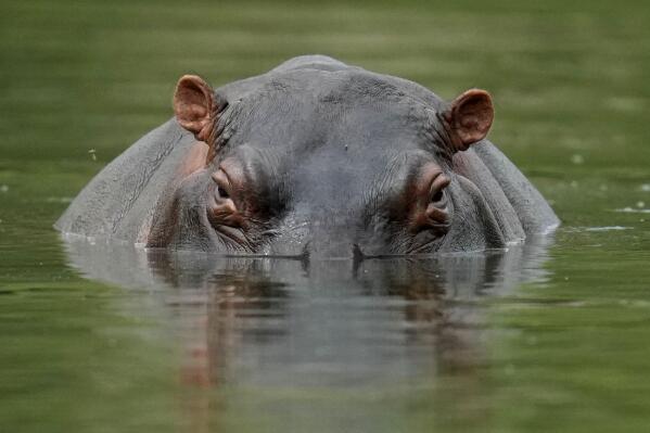 FILE - A hippo floats in the lagoon at Hacienda Napoles Park, once the private estate of drug kingpin Pablo Escobar who decades ago imported three female hippos and one male in Puerto Triunfo, Colombia, Feb. 16, 2022. An international conference on trade in endangered species ended Friday, Nov. 25, in Panama, with protections established for over 500 species. (AP Photo/Fernando Vergara, File)
