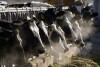 FILE - A line of Holstein dairy cows feed through a fence at a dairy farm in Idaho on March 11, 2009. As of April 11, 2024, a strain of the highly pathogenic avian influenza, or HPAI, that has killed millions of wild birds in recent years has been found in at least 24 dairy cow herds in eight U.S. states: Texas, Kansas, New Mexico, Ohio, Idaho, Michigan and North Carolina and South Dakota. (AP Photo/Charlie Litchfield, File)