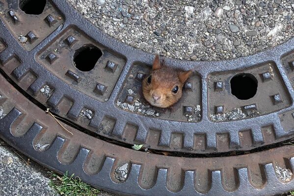 In this Thursday, June 20, 2019 photo provided by the fire department a squirrel is stucked in a gully cover in Dortmund, Germany. When rescuers arrived, they spotted the tufted-eared squirrel’s head poking out of a hole in the cover. Initial attempts to free the animal were unsuccessful, so the entire manhole cover was removed and taken to a nearby veterinary clinic, while police were called in to guard the open sewer. Vets used anesthetic to calm the squirrel and then freed the animal. It was treated for superficial neck wounds and then released back into the wild. (Feuerwehr Dortmund/dpa via AP)
