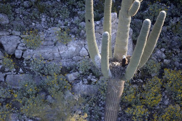 This undated photo provided by the Arizona Department of Game and Fish shows a bald eagle nesting in a saguaro cactus in central Arizona. It's the first time in decades bald eagles have been found nesting in an Arizona saguaro cactus. (AP Photo/Arizona Department of Game and Fish)