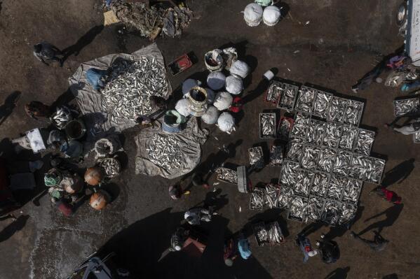 Fish are set on the ground before being transported by the trucks at a market in Saint Louis, Senegal, Saturday, Jan. 21, 2023. Fishing has long been the community's lifeblood, but the industry was struggling with climate change and COVID-19. (AP Photo/Leo Correa)