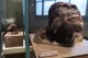 An exhibit of early human species, whose faces have been recreated, are seen inside the Smithsonian Hall of Human Origins, Thursday, July 20, 2023, at the Smithsonian Museum of Natural History in Washington. (AP Photo/Jacquelyn Martin)