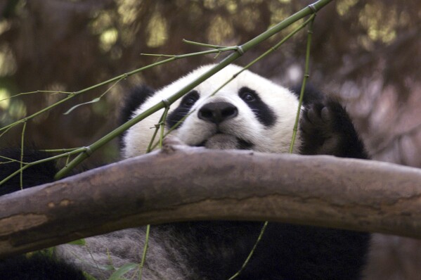 FILE - Hua Mei, the baby panda at the San Diego Zoo, peeks over a branch while enjoying a bamboo breakfast at the Zoo, on Aug. 15, 2000, in San Diego. China is working on sending a new pair of giant pandas to the San Diego Zoo, renewing its longstanding gesture of friendship toward the United States after nearly all the iconic bears in the U.S. were returned to the Asian country in recent years amid rocky relations between the two nations. San Diego sent its last pandas back to China in 2019. (AP Photo/Lenny Ignelzi, file)