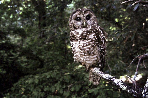 FILE - A northern spotted owl sits on a branch in Point Reyes, Calif., in June 1995. Fifty years after the Endangered Species Act took effect, environmental advocates and scientists say the law is as essential as ever. Habitat loss, pollution, climate change and disease are putting an estimated 1 million species worldwide at risk. (AP Photo/Tom Gallagher, File)