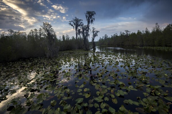 FILE - The sun sets over water lilies and cypress trees along the remote Red Trail wilderness water trail of Okefenokee National Wildlife Refuge, April 6, 2022, in Fargo, Ga. The U.S. Fish and Wildlife Service is asserting legal rights to waters that feed the Okefenokee Swamp and its vast wildlife refuge, setting up a new battle with a mining company seeking permits to withdraw more than 1.4 million gallons daily for a project that critics say could irreparably harm one of America's natural treasures. (AP Photo/Stephen B. Morton, File)