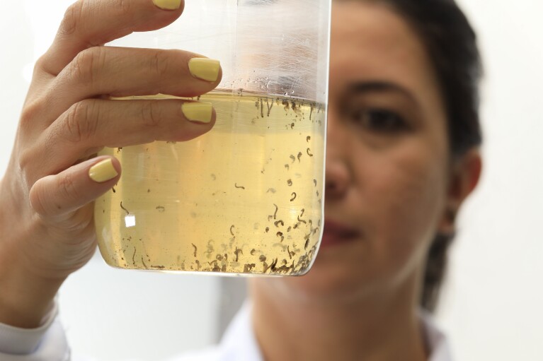 Coordinator Marlene Salazar holds a jar of mosquito larvae floating in water at the World Mosquito Program factory in Medellin, Colombia, Thursday, Aug. 10, 2023. (AP Photo/Jaime Saldarriaga)