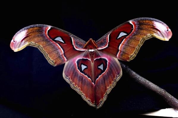 This photo 2022 photo provided by Samuel Timothy Fabian shows an Atlas Moth (Attacus lorquinii) used to test the interaction of flying insects with artificial light is photographed at Imperial College London. Many scientists have long assumed that moths and other flying insects were simply drawn to bright lights. But a new study suggests, rather than being attracted to light, researchers believe that artificial lights at night may actually scramble flying insects鈥� innate navigational systems. (Samuel Timothy Fabian via AP)