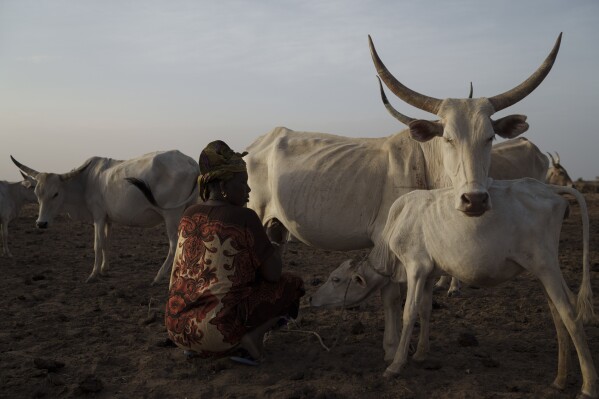 Dieynaba Toure, 46, milks a cow at the compound of her family in the village of Anndiare, in the Matam region of Senegal, Wednesday, April 12, 2023. Overall, per-person meat consumption in Senegal is among the lowest in the world. (AP Photo/Leo Correa)