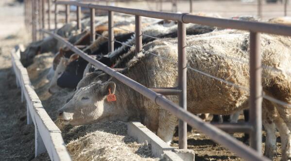 Tim Black's cattle eat feed on his Muleshoe, Texas, farm on Monday, April 19, 2021, because the pasture is not yet tall enough to turn them out. Black, a longtime corn farmer, now raises cattle and plants some of his pasture in wheat and native grasses because the Ogallala Aquifer, needed to irrigate crops, is drying up. (AP Photo/Mark Rogers)