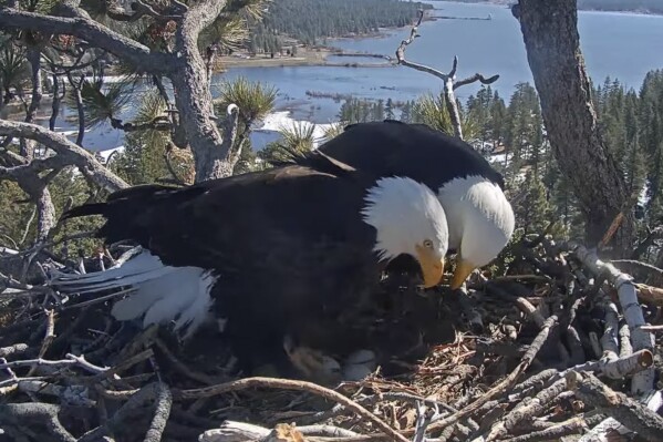 In this remote camera image released by Friends of Big Bear Valley, are a pair of bald eagles standing over eggs in a nest atop a tree overlooking Big Bear Lake in the San Bernardino Mountains in southern Calif., Thursday Feb. 29, 2024. Three bald eagle chicks could emerge this week from eggs laid in the nest. A nest camera set up by Friends of Big Bear Valley monitors the eagles and draws lots of views from eagle enthusiasts. (Friends of Big Bear Valley via 麻豆传媒app)