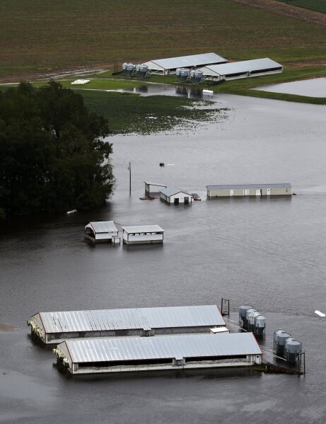 
              A hog farm is inundated with floodwaters from Hurricane Florence near Trenton, N.C., Sunday, Sept. 16, 2018. (AP Photo/Steve Helber)
            