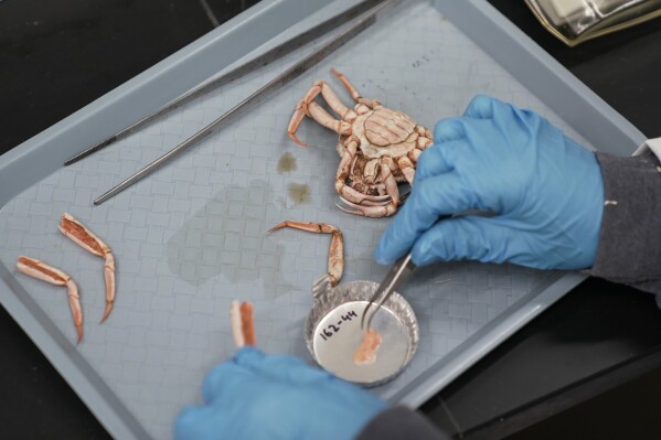 Switgard Duesterloh takes a tissue sample from a snow crab while working, Thursday, June 22, 2023, at the Alaska Fisheries Science Center in Kodiak, Alaska. (AP Photo/Joshua A. Bickel)