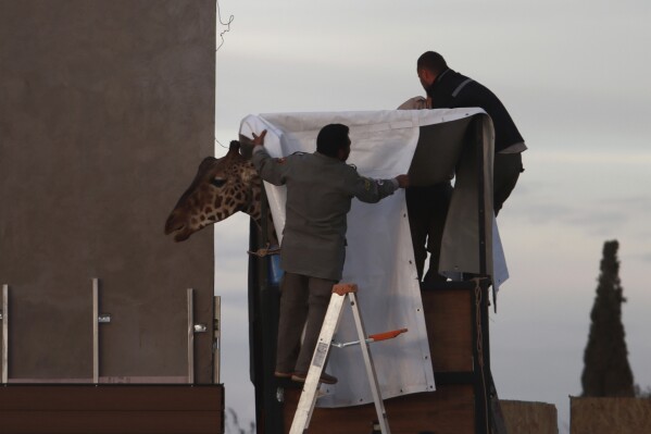 Workers prepare Benito the giraffe for transport at the city-run Central Park Zoo in Ciudad Juarez, Mexico, Sunday, Jan. 21, 2024.  (AP Photo/Christian Chavez)