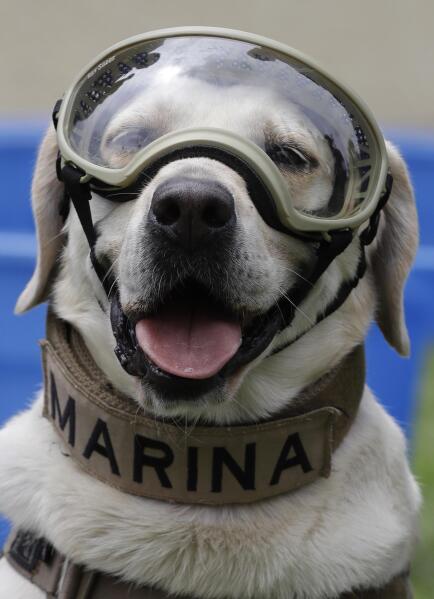 Frida, Mexico's beloved search and rescue dog, dies