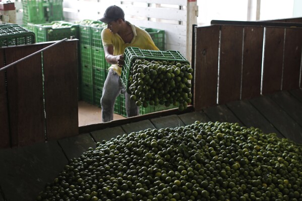 FILE - A worker unloads a truck-full of Mexican limes at a citrus packing plant in La Ruana, in the state of Michoacan, Mexico, Nov. 6, 2023. The government of Michoacan state said Wednesday, Aug. 24, 2023, that it has launched a criminal investigation into the extortion of lime growers by a local drug cartel in the western Mexican state. (AP Photo/Dario Lopez-Mills, File)
