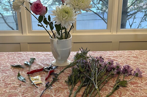 This May 1, 2024 image provided by Jessica Damiano shows a supermarket bouquet of three white chrysanthemums, a lily stem and a single rose in a decorative pitcher, along with garden pruners and a packet of flower-preserving granules on Long Island, New York. Proper preparation and the addition of greenery and "filler" flowers can transform a simple bouquet into a lovely arrangement. (Jessica Damiano via AP)