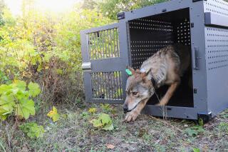 FILE - In this Sept. 26, 2018, file photo, provided by the National Park Service, a 4-year-old female gray wolf emerges from her cage as it is released at Isle Royale National Park in Michigan. Wolf pups have been spotted again on Isle Royale, a hopeful sign in the effort to rebuild the predator species' population at the Lake Superior national park, scientists said Monday, July 12, 2021. (National Park Service via AP, File)