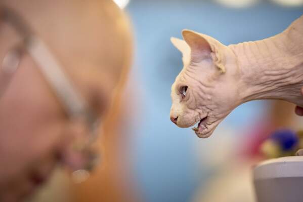 Bismarck the Sphinx cat hisses while a judge takes notes during an international feline beauty competition in Bucharest, Romania, Saturday, May 10, 2025. (AP Photo/Vadim Ghirda)