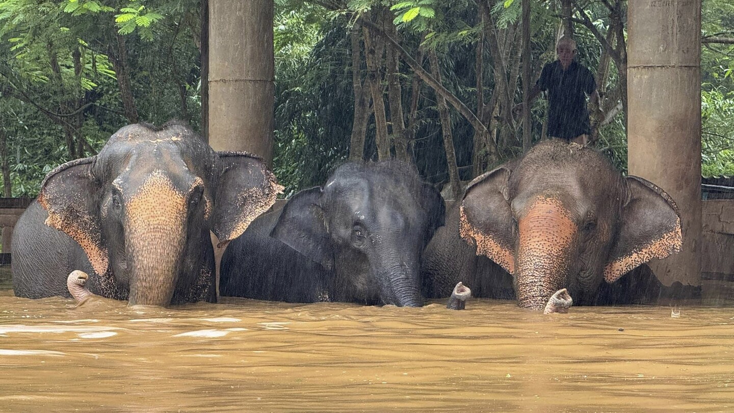 featured image thumbnail for post Floods inundate Thailands northern tourist city of Chiang Mai