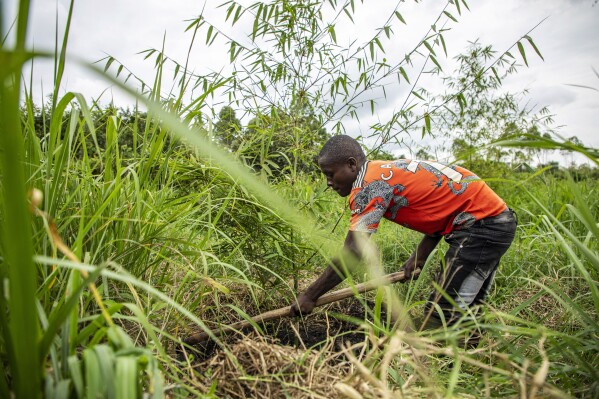 A laborer works with bamboo near the Rwizi river in Mbarara, Uganda on March 9, 2024. Bamboo farming is on the rise in Uganda, where the hardy and fast-growing crop is seen by the government as having real growth potential. (AP Photo/Dipak Moses)