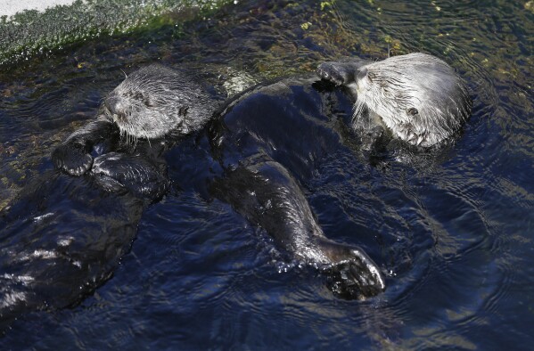 FILE - In this photo taken Monday, March 26, 2018, a pair of sea otters are seen at the Monterey Bay Aquarium in Monterey, Calif. Bringing sea otters back to a California estuary has helped restore the ecosystem by controlling the number of burrowing crabs - a favorite sea otter snack - that cause marshland erosion. (AP Photo/Eric Risberg, file)