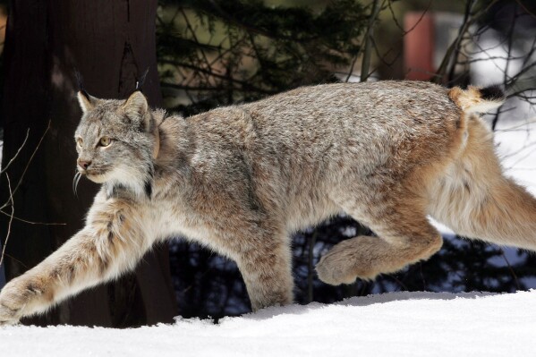 FILE - A Canada lynx heads into the Rio Grande National Forest after being released near Creede, Colo., April 19, 2005. (AP Photo/David Zalubowski, File)