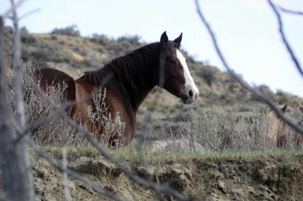 A wild horse stands near a hiking trail in Theodore Roosevelt National Park on Saturday, Oct. 21, 2023, near Medora, N.D. Park officials have proposed removing the wild horses, which wild horse advocates fear will happen. The park has proposed no action or reducing the horses to zero in expedited or gradual methods. A decision is expected in early 2024. (AP Photo/Jack Dura)