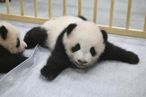 National Zoo's panda program ending after more than 50 years as China looks  elsewhere