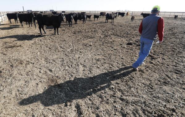 Tim Black checks on some of his Black Angus cattle at his Muleshoe, Texas, farm on Monday, April 19, 2021. The longtime corn farmer now raises cattle and plants some of his pasture in wheat and native grasses because the Ogallala Aquifer, needed to irrigate crops, is drying up. (AP Photo/Mark Rogers)