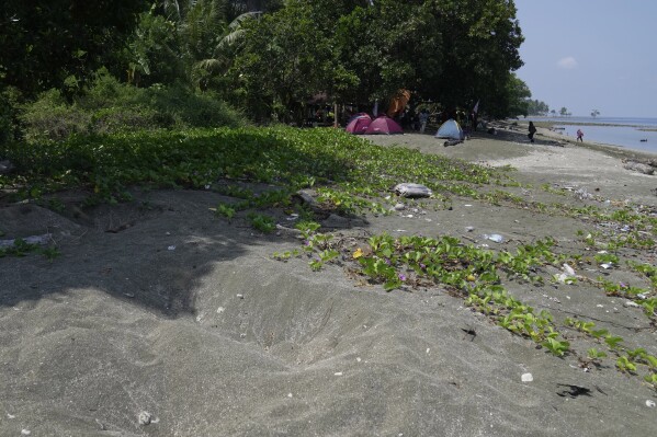 Dug out holes where maleos lay their eggs are visible near a campsite popular with local tourists on a beach in Mamuju, West Sulawesi, Indonesia, Sunday, Oct. 29, 2023. With their habitat dwindling and nesting grounds facing encroachment from human activities, maleo populations have declined by more than 80% since 1980, an expert said.(AP Photo/Dita Alangkara)