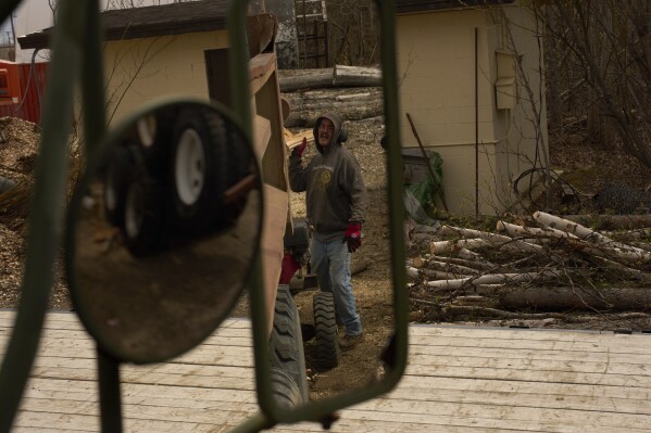 Morris Demoski tosses a split log into the back of a dump truck Thursday, May 22, 2025, in Galena, Alaska. (AP Photo/John Locher)