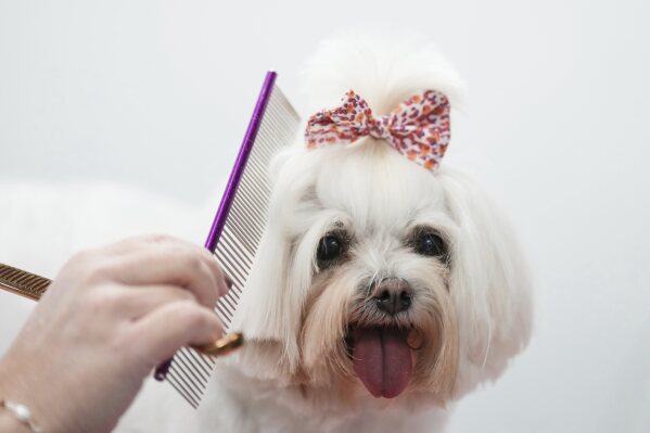 Owner Monica Ocando styles the coat of nine-year-old India, at her Guau Experience pet grooming salon, in Buenos Aires, Argentina, Friday, April 4, 2025. (AP Photo/Natacha Pisarenko)