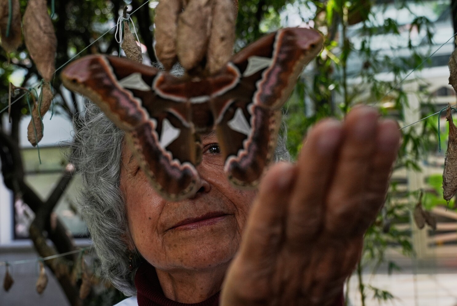 Rescued giant moths emerge in Mexico's sprawling capital