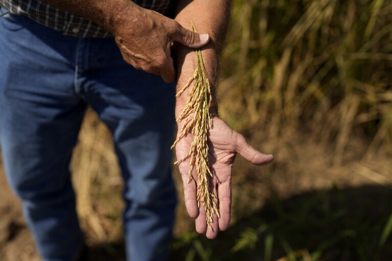 David Farabough, director of the agricultural division for the Arkansas Department of Corrections, holds rice at the Cummins Unit, Friday, Aug. 18, 2023, in Gould, Ark. Big-ticket items like row crops and livestock are sold on the open market, with profits fed back into agriculture programs. (AP Photo/John Locher)