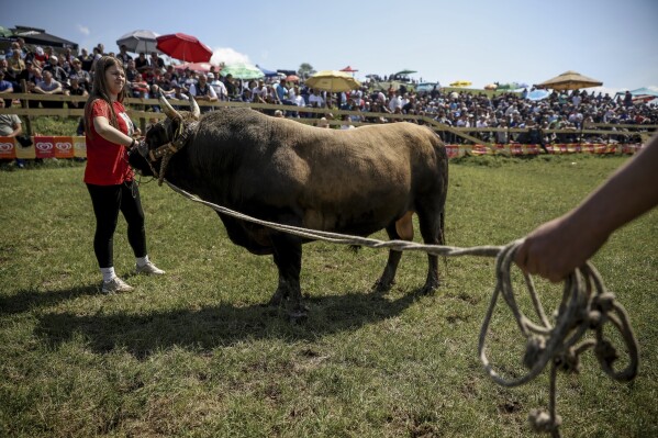 Mirnesa Junuzovic, pets her bull Cobra prior to the start of the bullfights in Bijelo Polje, Bosnia, Sunday, May 11, 2025. (AP Photo/Armin Durgut)