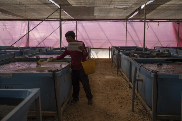 A worker feeds fish at a farm in the Jewish settlement of Ro'i in the northern Jordan Valley, West Bank, on Friday, August 11, 2023. In the occupied West Bank, where Israeli water pipes don’t reach, Palestinians say they can't get enough water to irrigate their farms. By comparison, the neighboring Jewish settlements look like an oasis with swimming pools. (AP Photo/Ohad Zwigenberg)